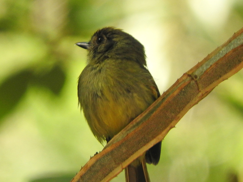 Sepia-capped Flycatcher