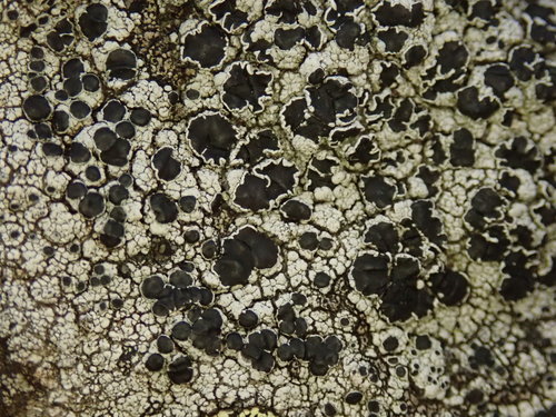 Black-eye Lichen