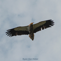 Neophron percnopterus