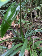 Alocasia longiloba