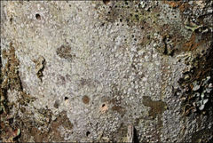 Lepra novaezelandiae