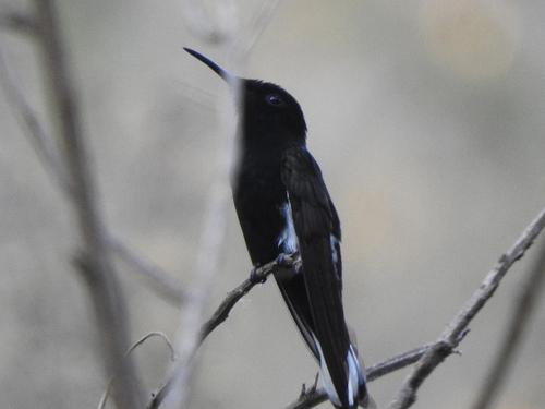 Black Jacobin