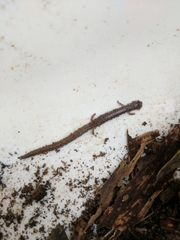 Batrachoseps major major