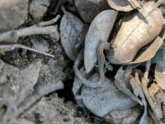 Batrachoseps major major