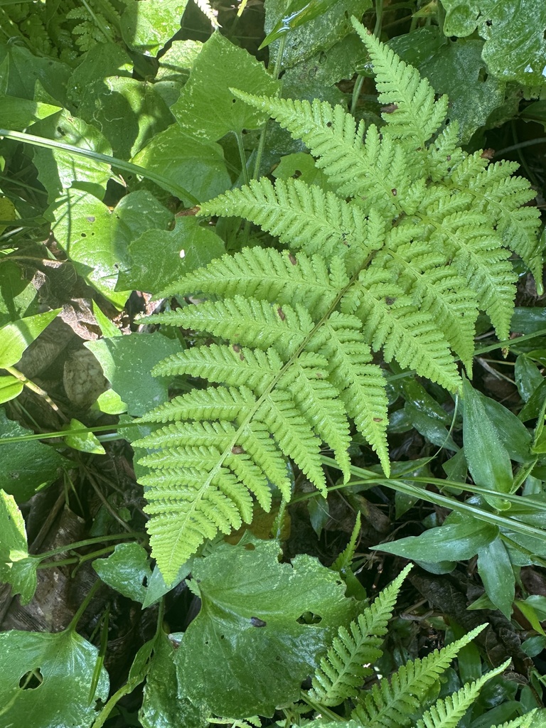 Hypolepis melanochlaena