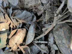 Batrachoseps major major