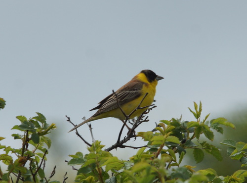 Black-headed Bunting (Emberiza melanocephala), photo 4