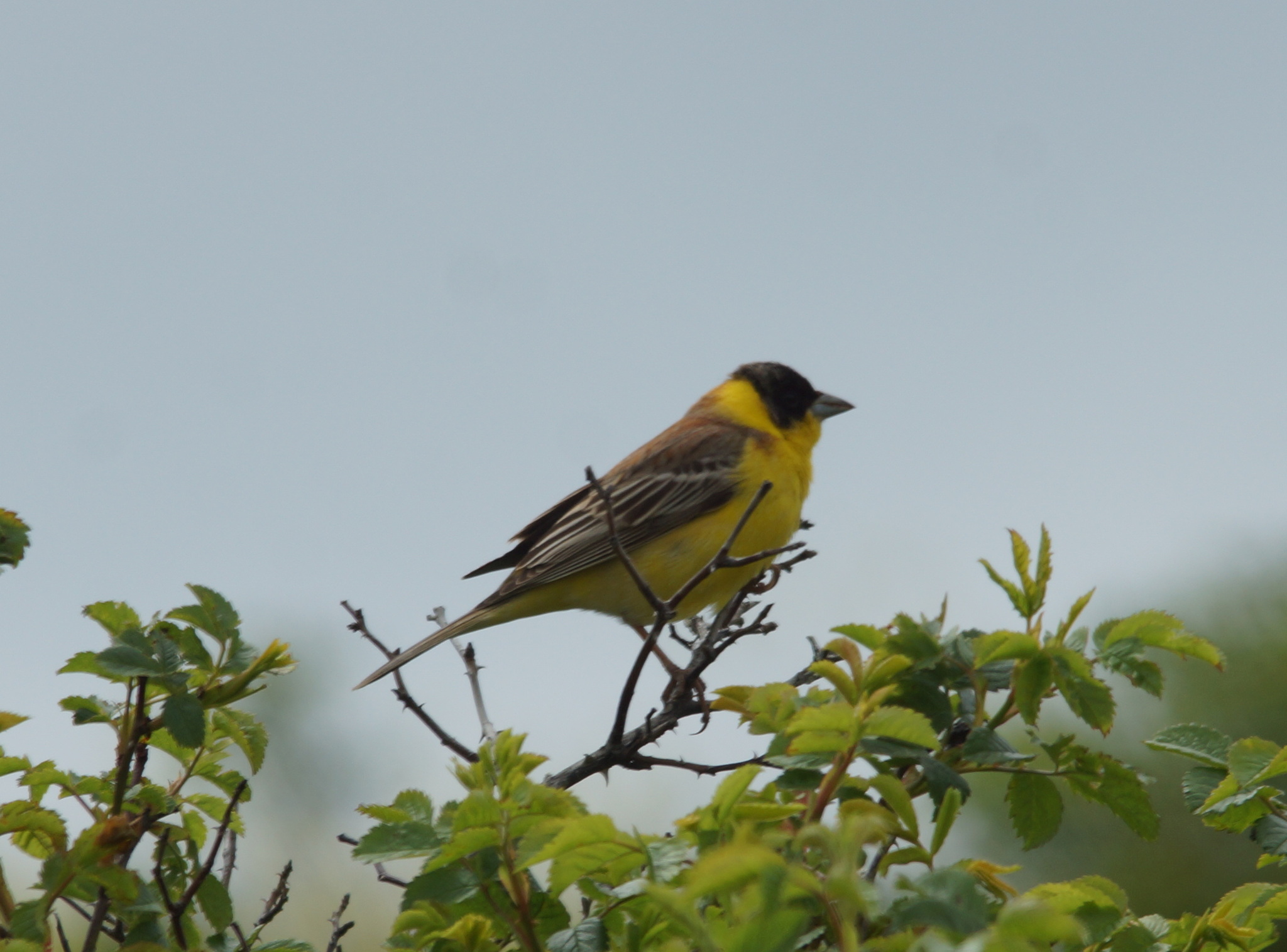 Black-headed Bunting (Emberiza melanocephala), photo 4