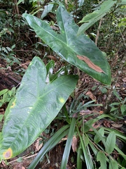 Alocasia longiloba