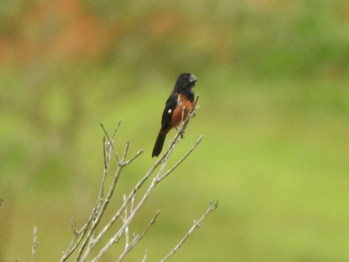Chestnut-bellied Seed-Finch