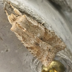Lithophane bethunei
