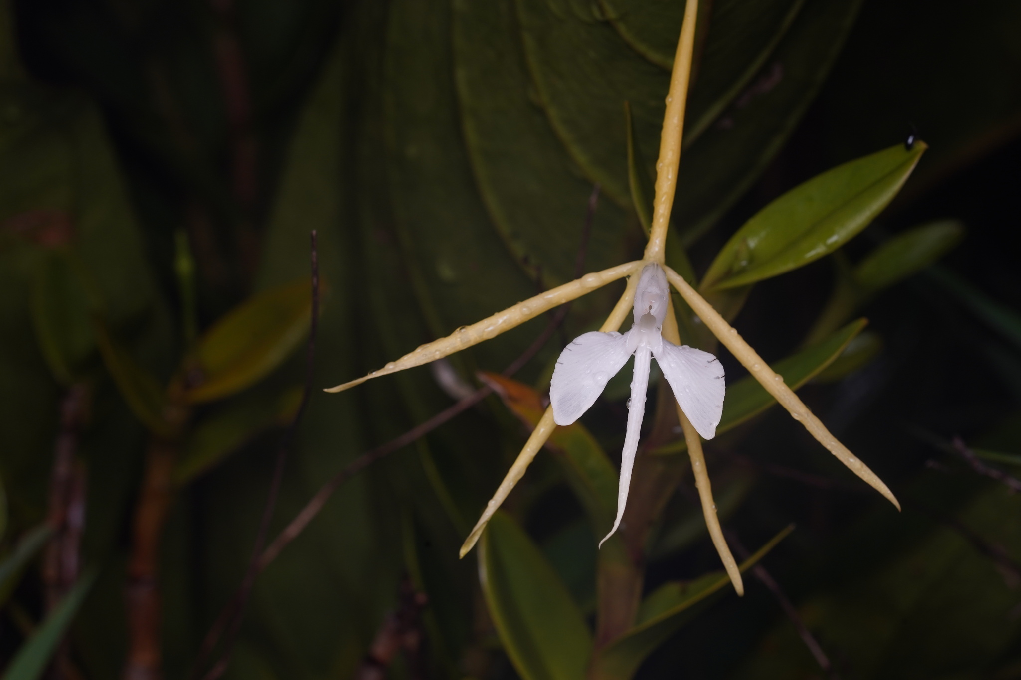 Epidendrum tumuc-humaciense (Veyret) Carnevali & G.A.Romero 2