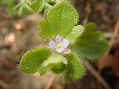 Cochlidiosperma