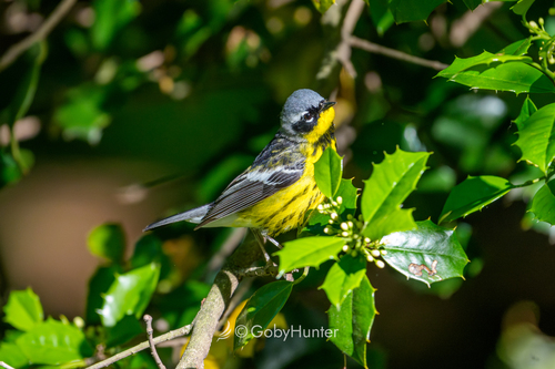 Magnolia Warbler