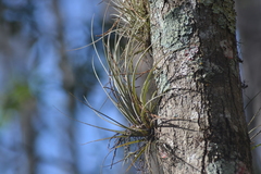 Tillandsia simulata