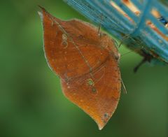 Kallima horsfieldii