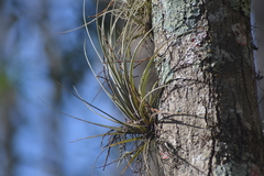 Tillandsia simulata