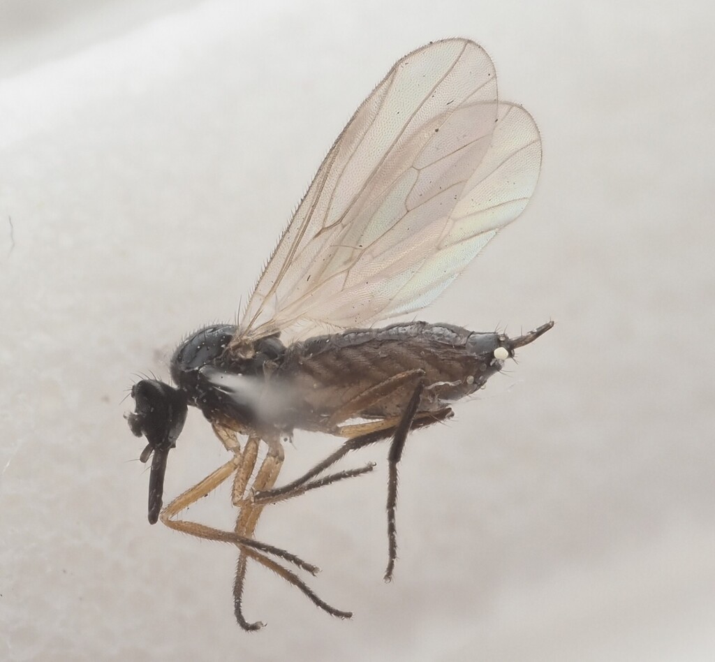 Euthyneura myrtilli