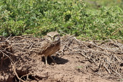 Athene cunicularia rostrata