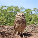 Revillagigedo Burrowing Owl - Photo (c) ig: @ferales__ ✨, some rights reserved (CC BY-NC), uploaded by ig: @ferales__ ✨