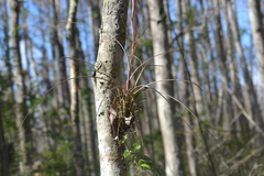 Tillandsia × floridana