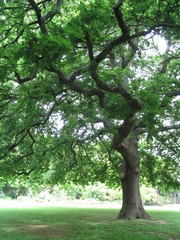 Quercus alnifolia