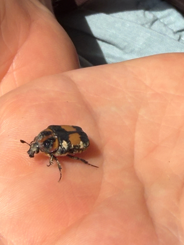Gametis bealiae