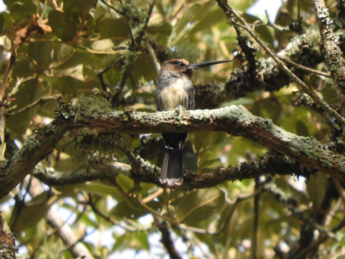 Three-toed Jacamar
