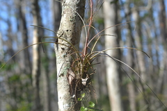Tillandsia × floridana