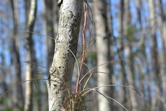 Tillandsia × floridana