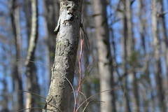 Tillandsia × floridana