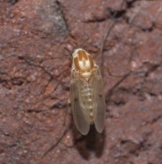Procladius bellus