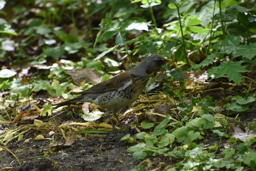 Fieldfare