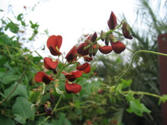 Kennedia macrophylla