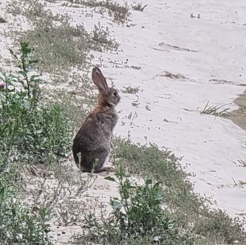 European Rabbit