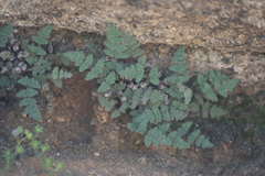 Myriopteris parryi image