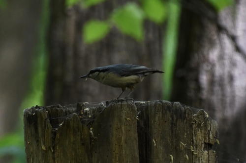 Eurasian Nuthatch