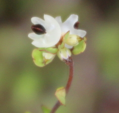 Muehlenbeckia complexa complexa