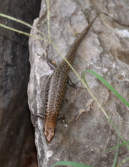 Concinnia brachysoma