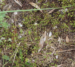 Muehlenbeckia complexa complexa