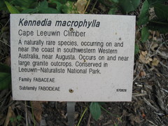 Kennedia macrophylla