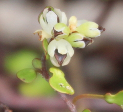 Muehlenbeckia complexa complexa