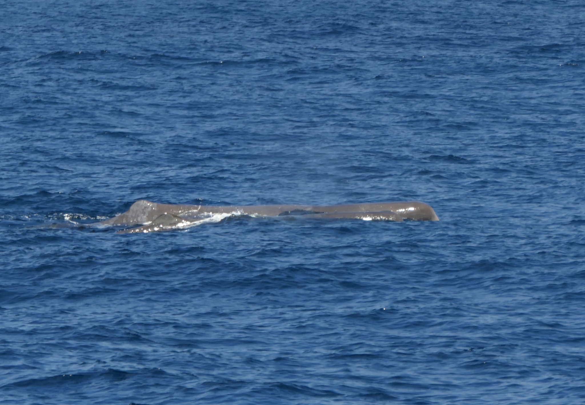 Physeter macrocephalus