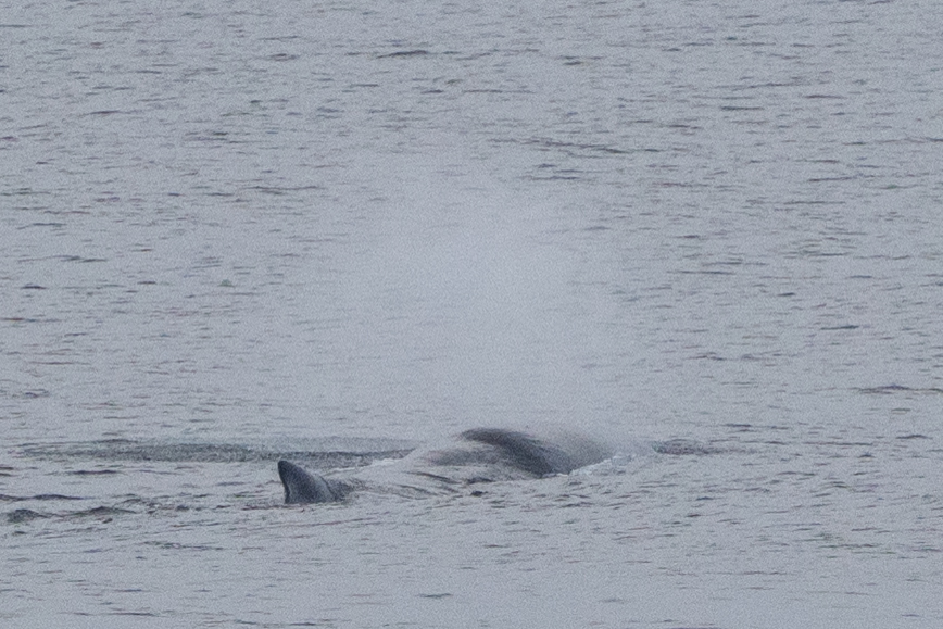 Physeter macrocephalus