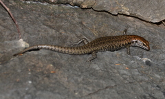 Concinnia brachysoma