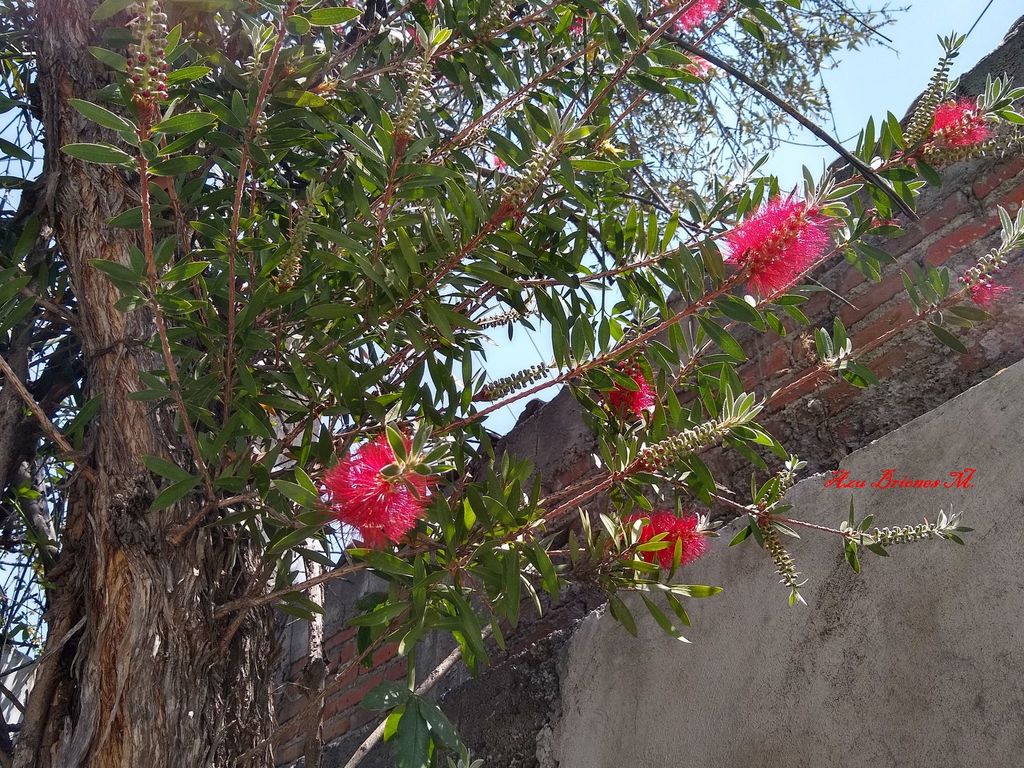 Bottlebrush