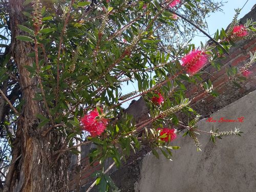 Callistemon citrinus iNat (1)