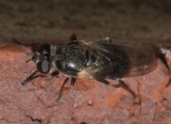 Myolepta varipes