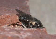 Myolepta varipes