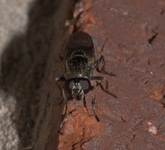Myolepta varipes